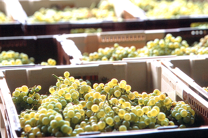 Freshly harvested Chardonnay grapes
