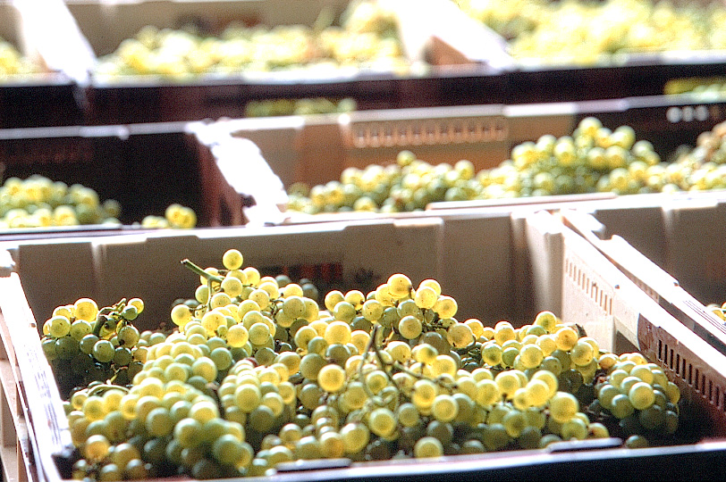 Freshly harvested Chardonnay grapes Freshly harvested Chardonnay grapes