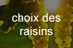Choix des raisins Choix des raisins