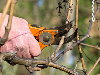 Traditional pruning of vines